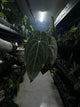 Anthurium #tororojo • papillilaminum x besseae aff 'red' *XL plant*