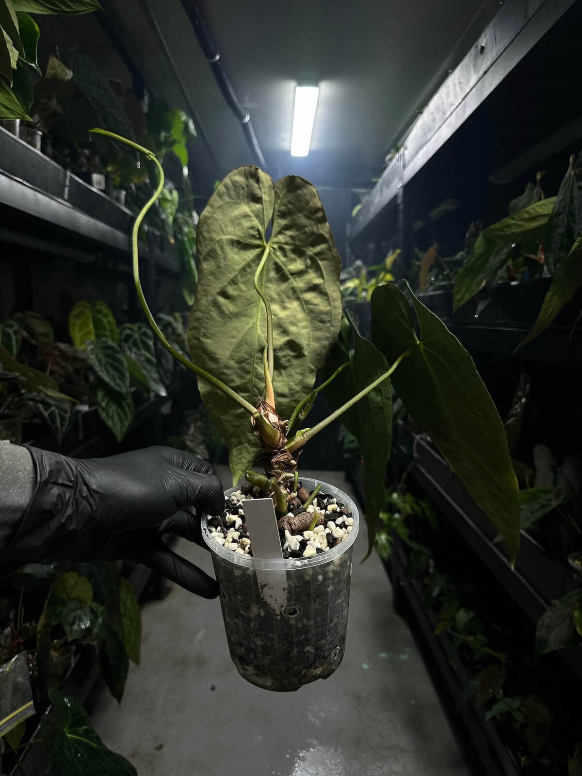Anthurium #tororojo • papillilaminum x besseae aff 'red' *XL plant*