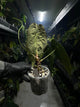 Anthurium #tororojo • papillilaminum x besseae aff 'red' *XL plant*