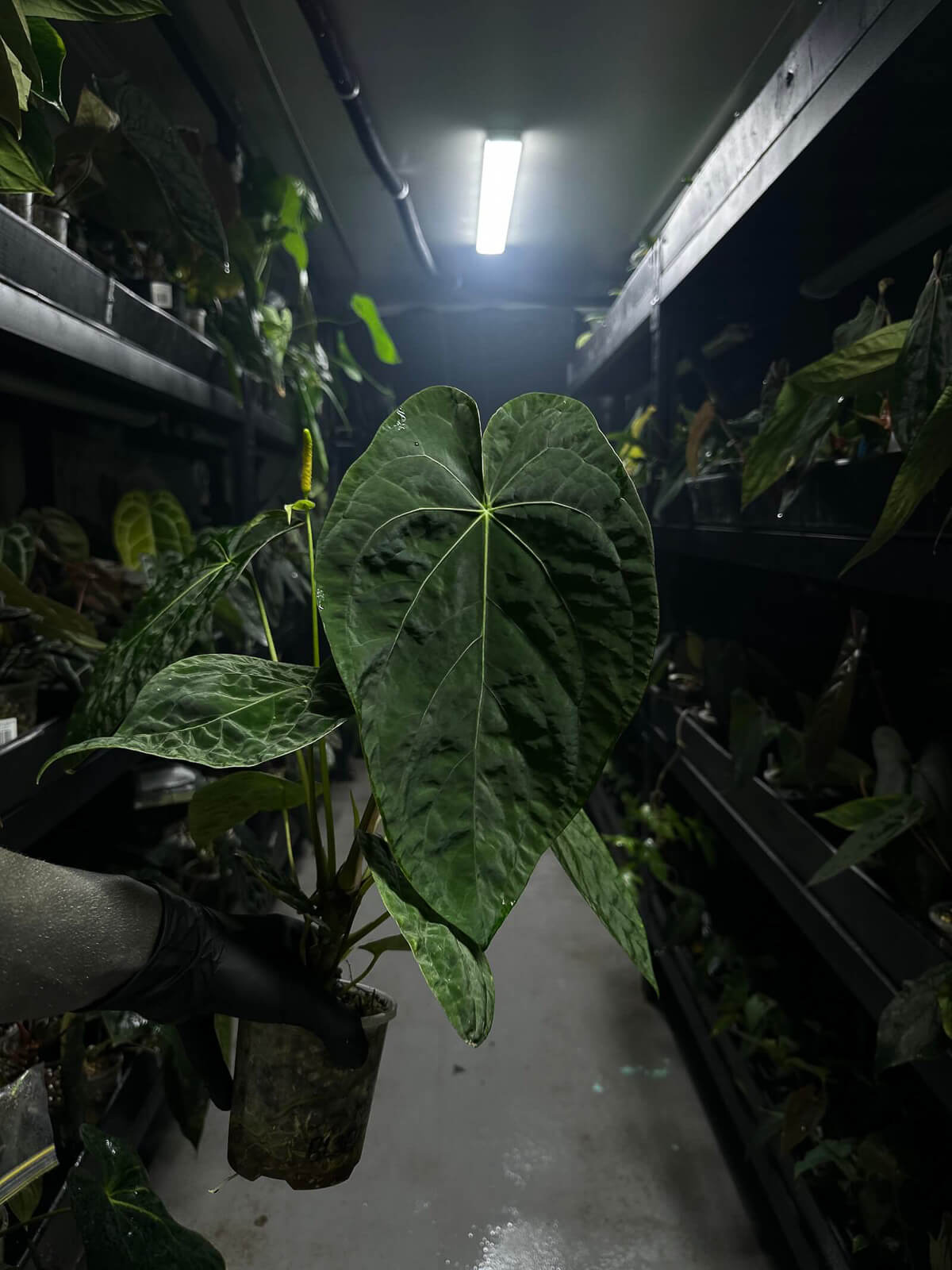 Anthurium #plug001 • #blackcherry x papillilaminum • large plant