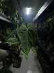 Anthurium #plug001 • #blackcherry x papillilaminum • large plant