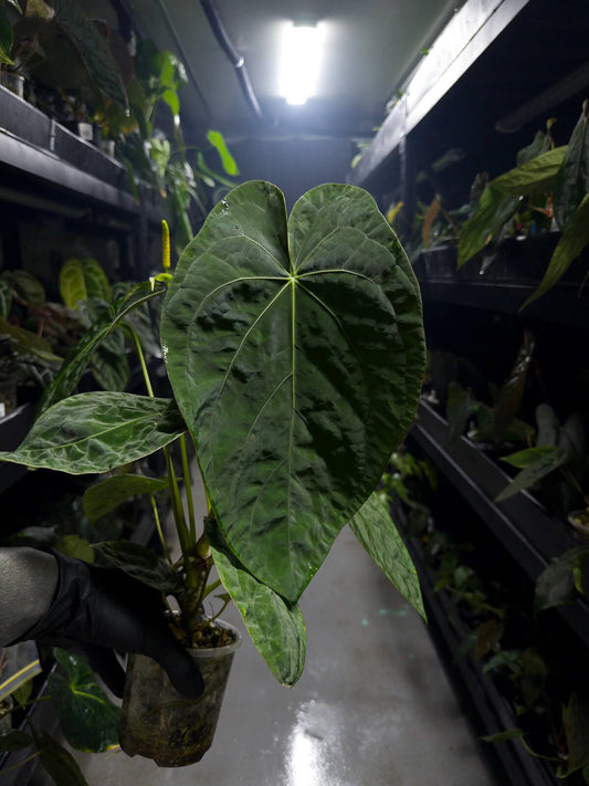 Anthurium #plug001 • #blackcherry x papillilaminum • large plant