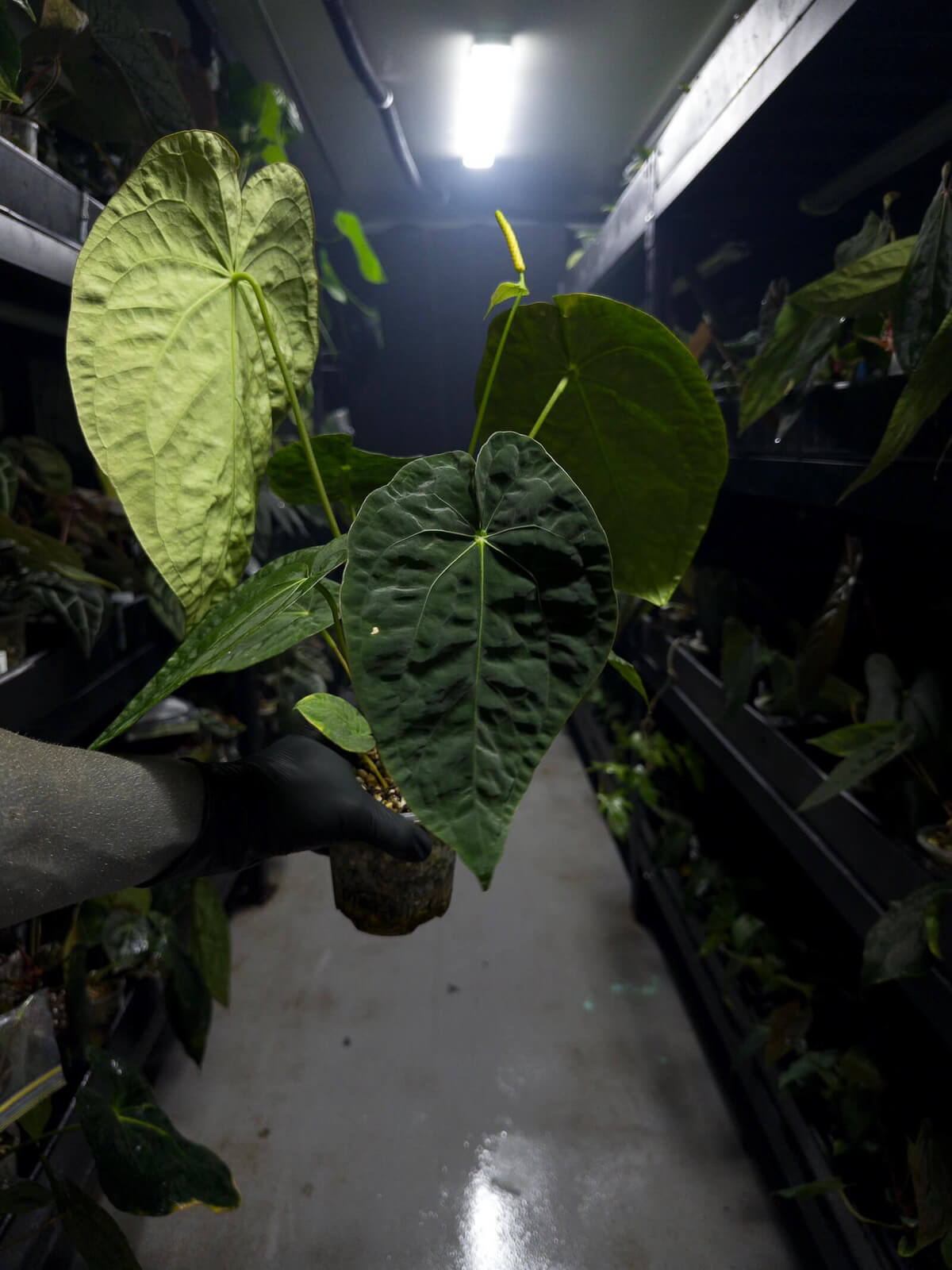 Anthurium #plug001 • #blackcherry x papillilaminum • large plant