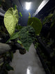 Anthurium #plug001 • #blackcherry x papillilaminum • large plant