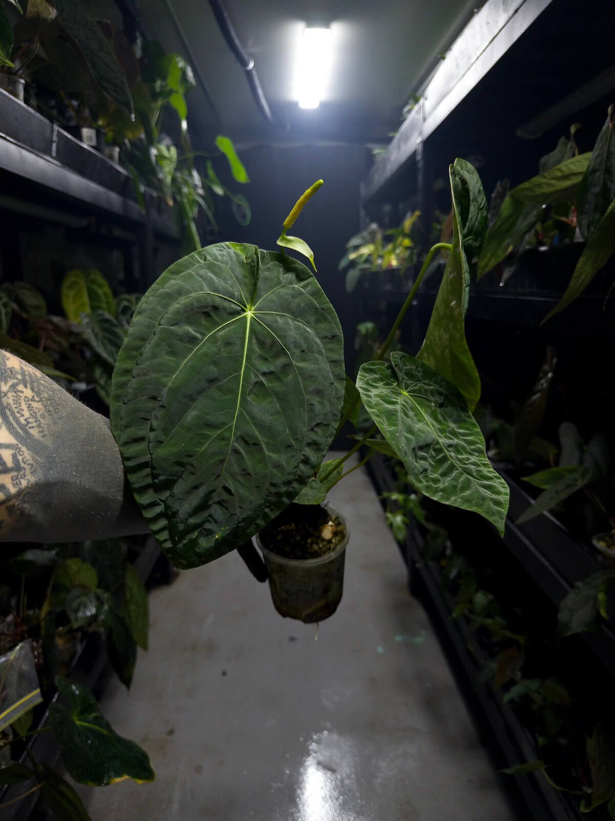 Anthurium #plug001 • #blackcherry x papillilaminum • large plant