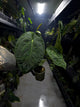 Anthurium #plug001 • #blackcherry x papillilaminum • large plant
