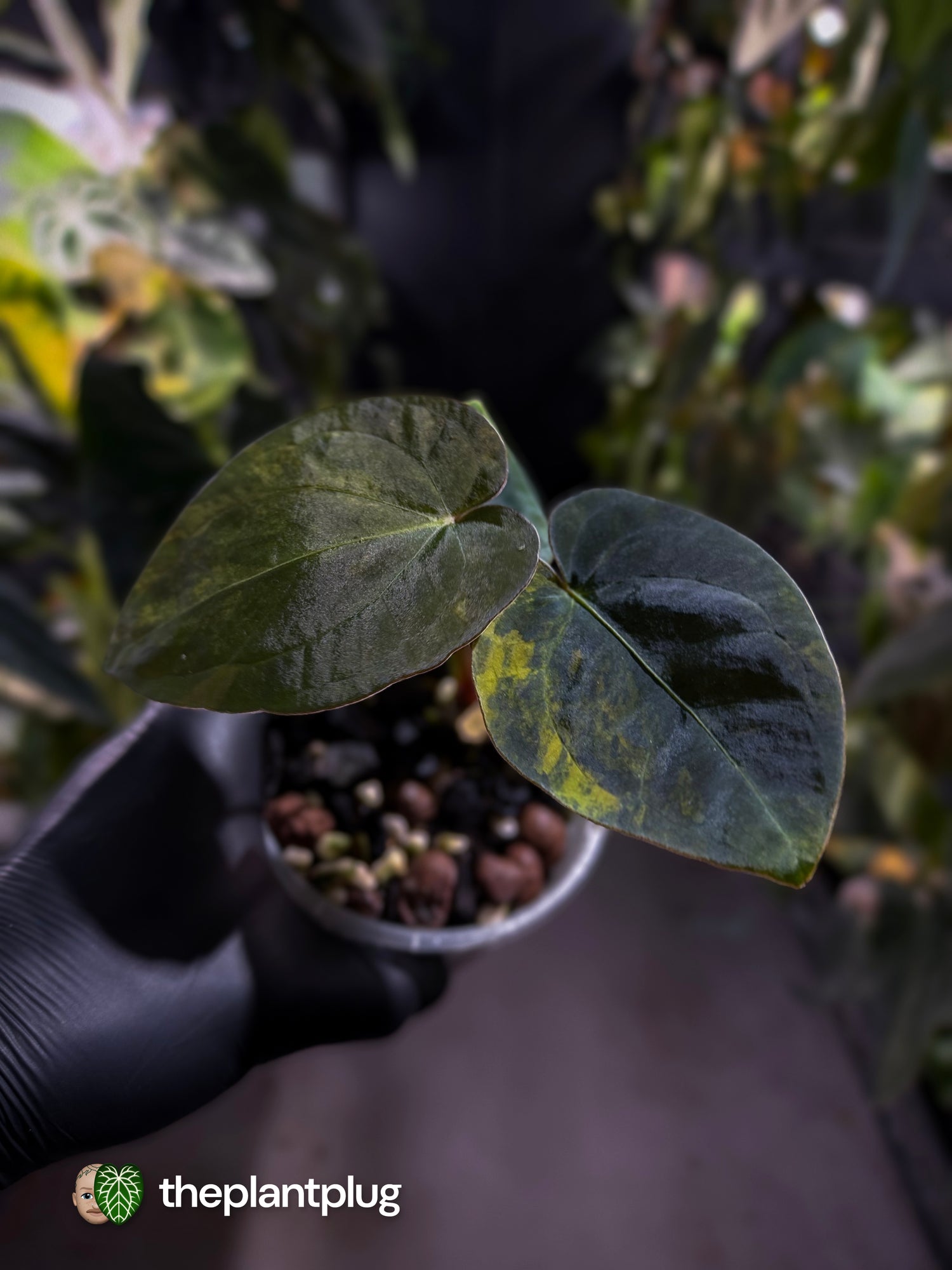 Anthurium forgetii x papillilaminum variegated • orange/pink 🧡🩷
