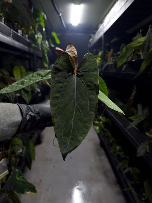 Anthurium (carlablackiae x dressleri) x (papillilaminum RLself) *select plant*