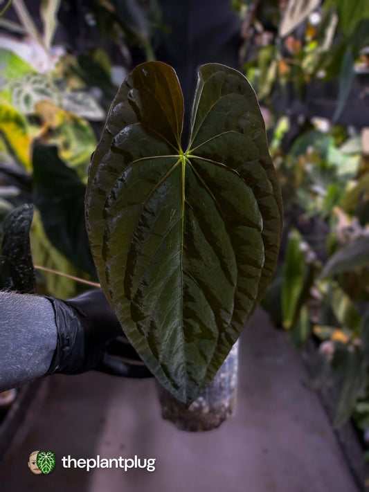Anthurium papillilaminum x dressleri F1 (ex. JS) • OG clone