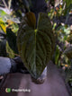 Anthurium papillilaminum x dressleri F1 (ex. JS) • OG clone
