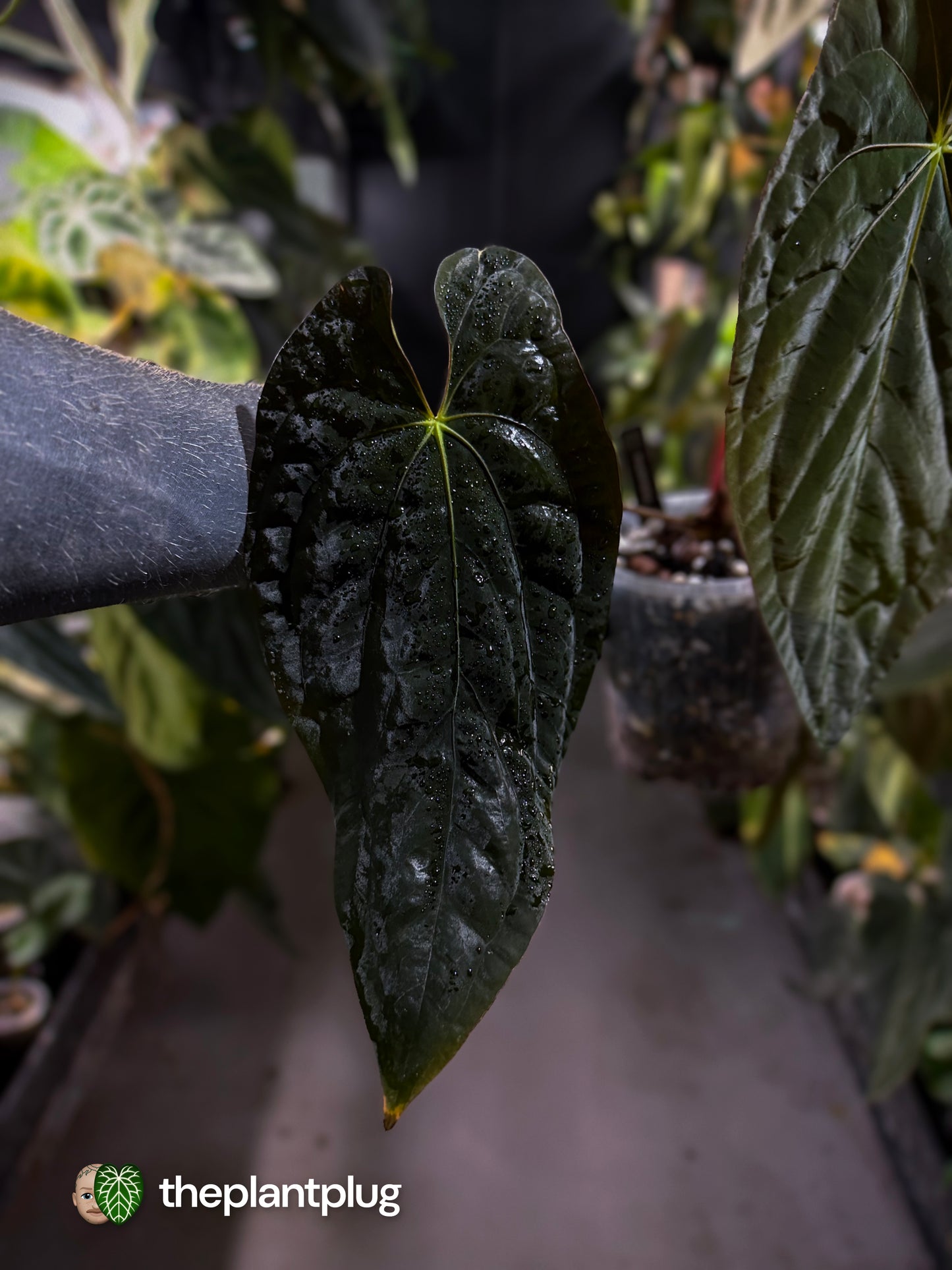 Anthurium papillilaminum x dressleri F1 (ex. JS) • OG clone