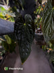 Anthurium papillilaminum x dressleri F1 (ex. JS) • OG clone