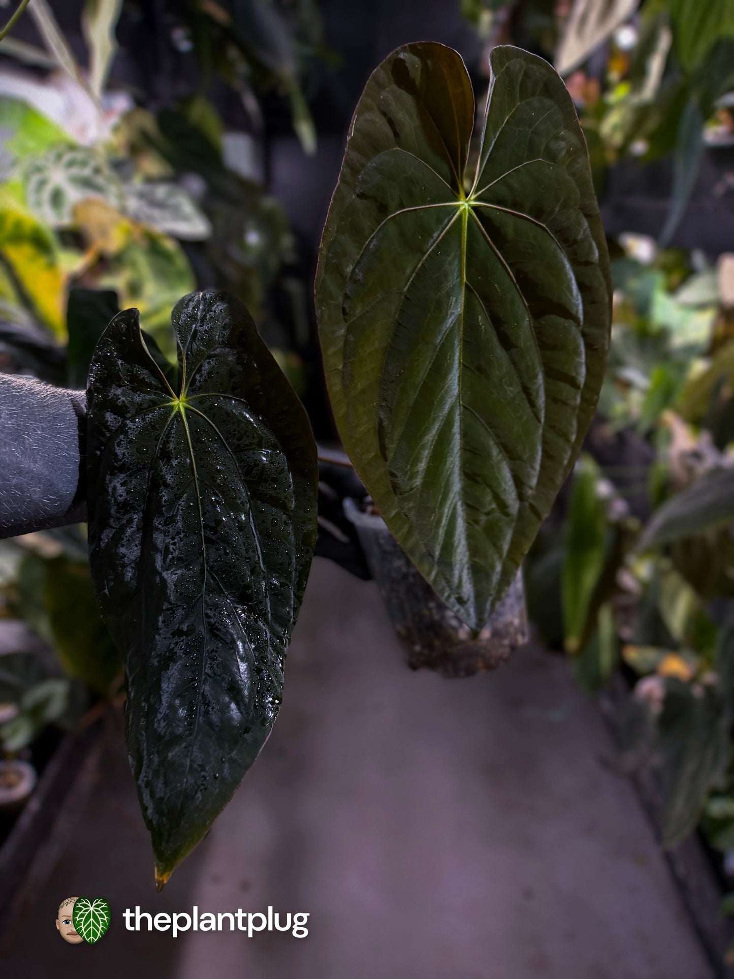 Anthurium papillilaminum x dressleri F1 (ex. JS) • OG clone