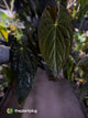 Anthurium papillilaminum x dressleri F1 (ex. JS) • OG clone