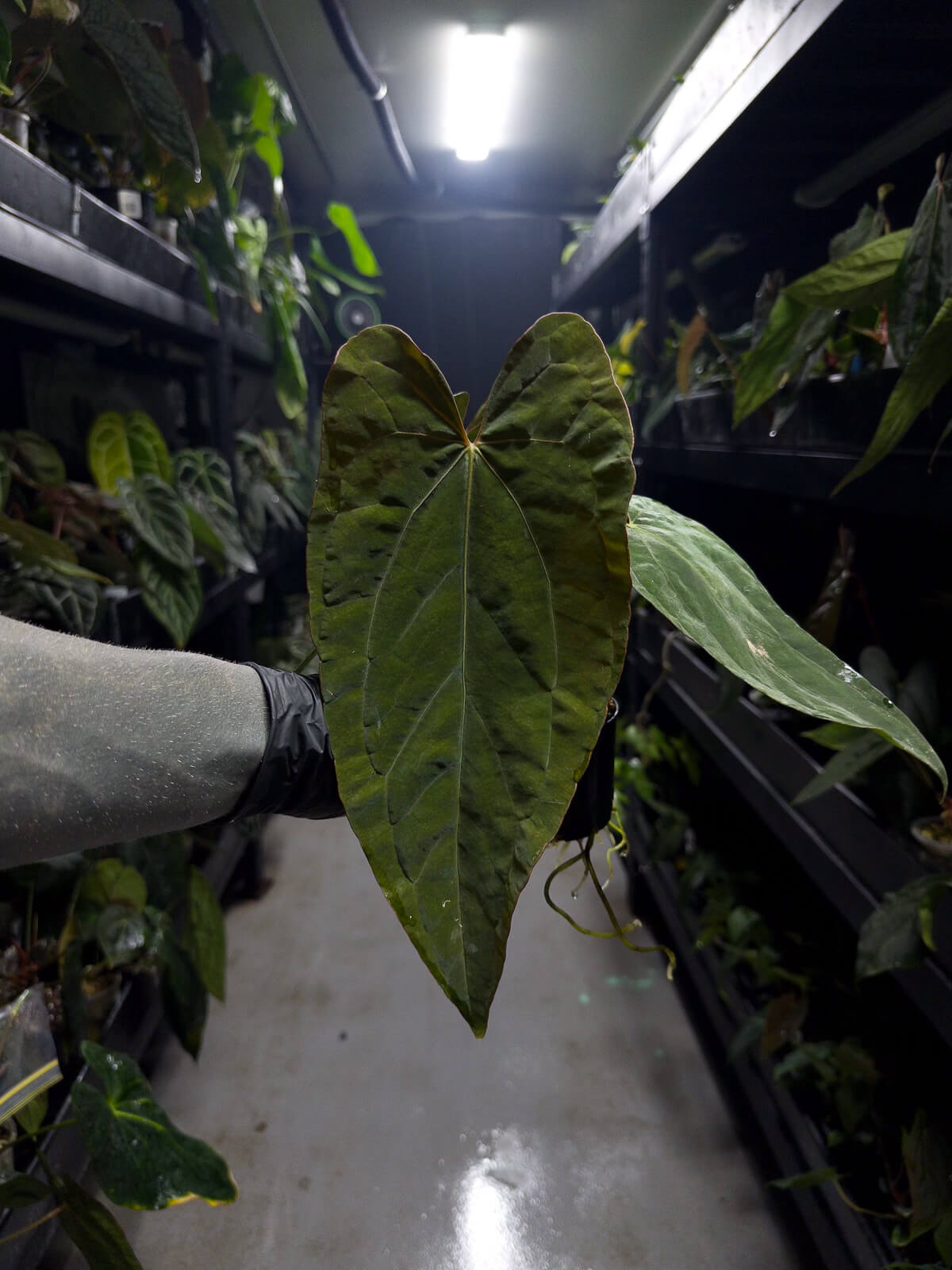Anthurium (carlablackiae x dressleri) x (papillilaminum RLself) *long leaves*