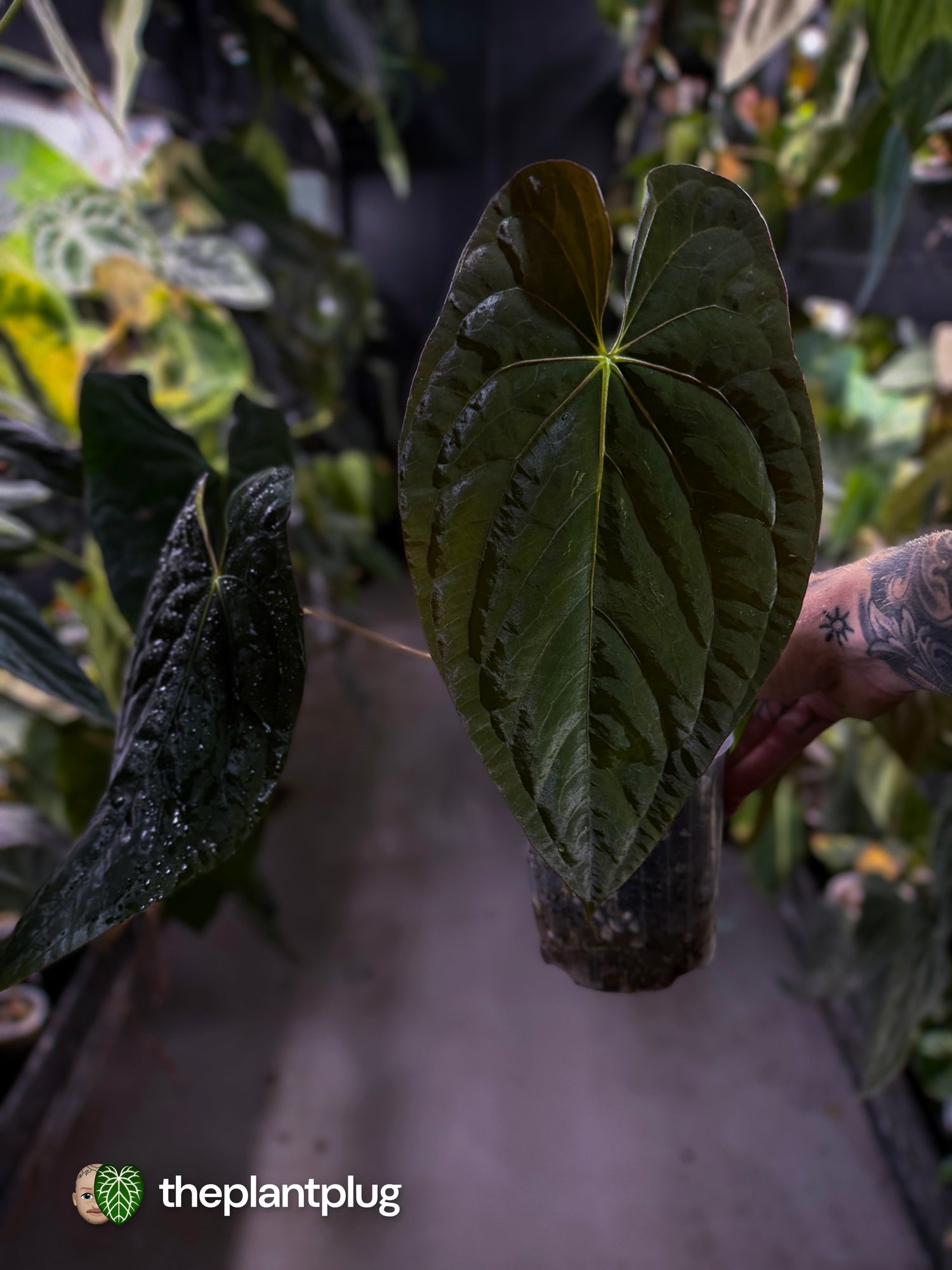 Anthurium papillilaminum x dressleri F1 (ex. JS) • OG clone