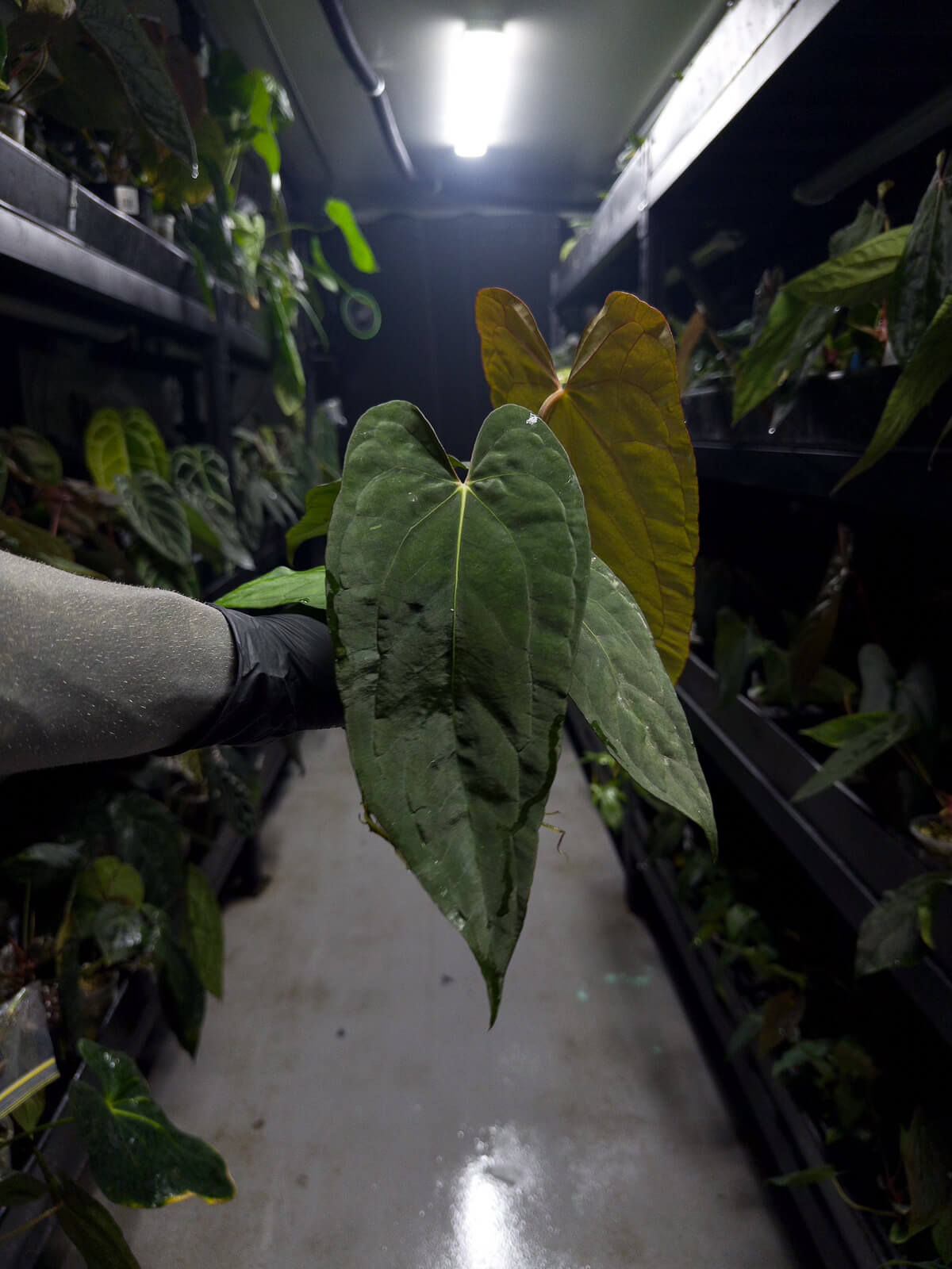 Anthurium (carlablackiae x dressleri) x (papillilaminum RLself) *long leaves*