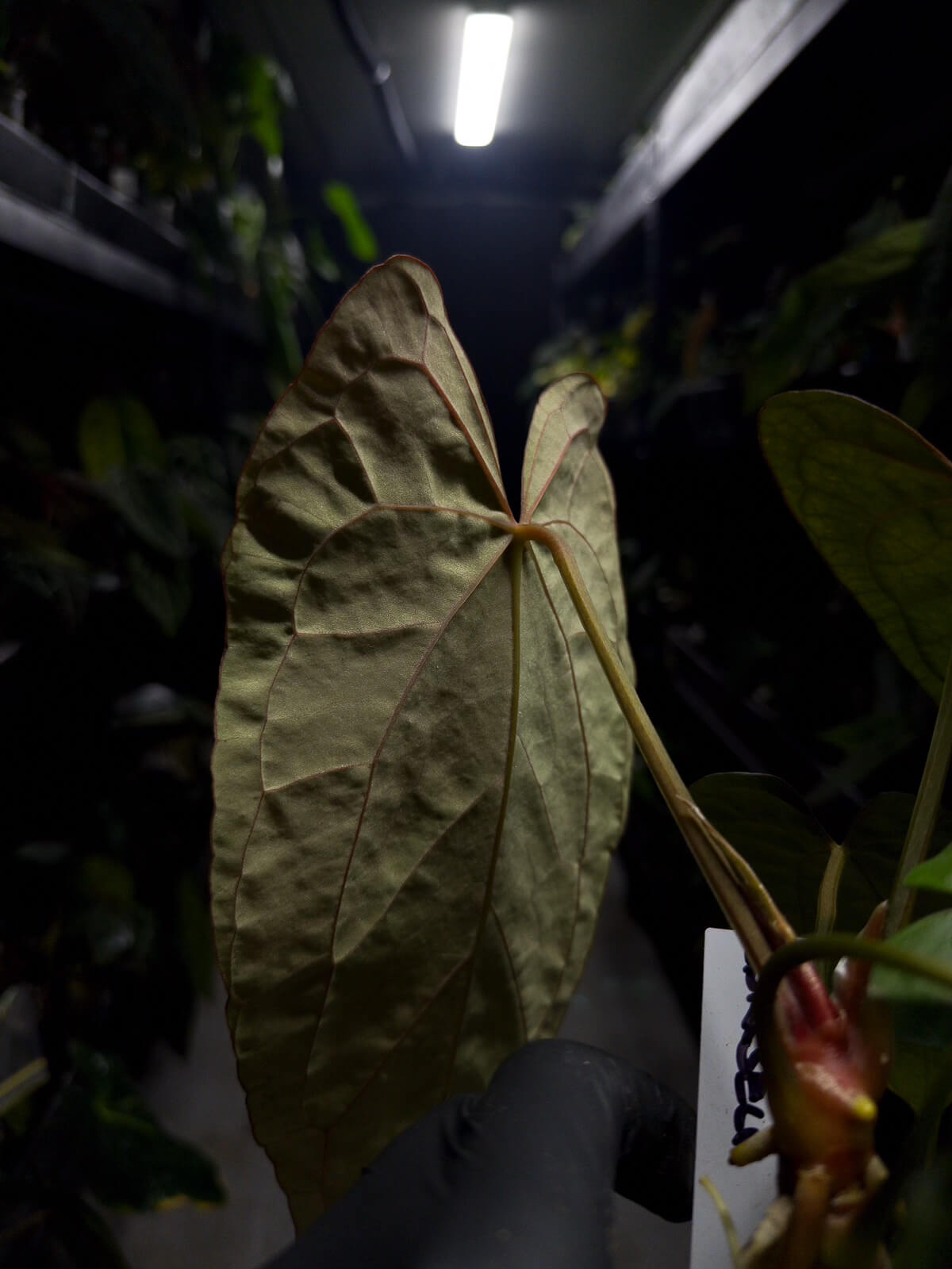Anthurium (carlablackiae x dressleri) x (papillilaminum RLself) *long leaves*