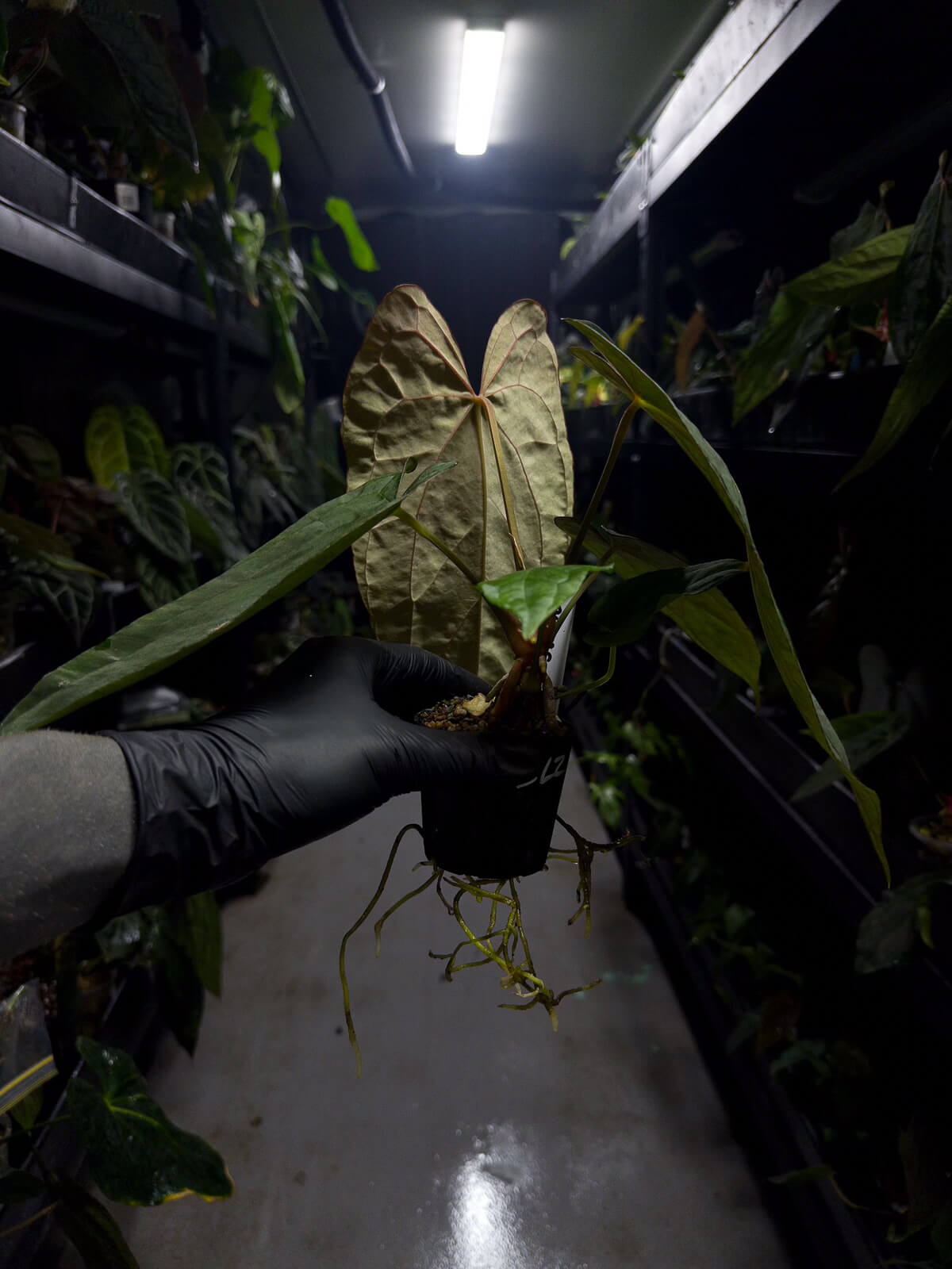 Anthurium (carlablackiae x dressleri) x (papillilaminum RLself) *long leaves*