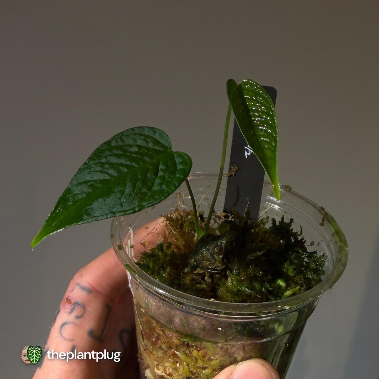 Anthurium bernalii • rarely offered 🦄