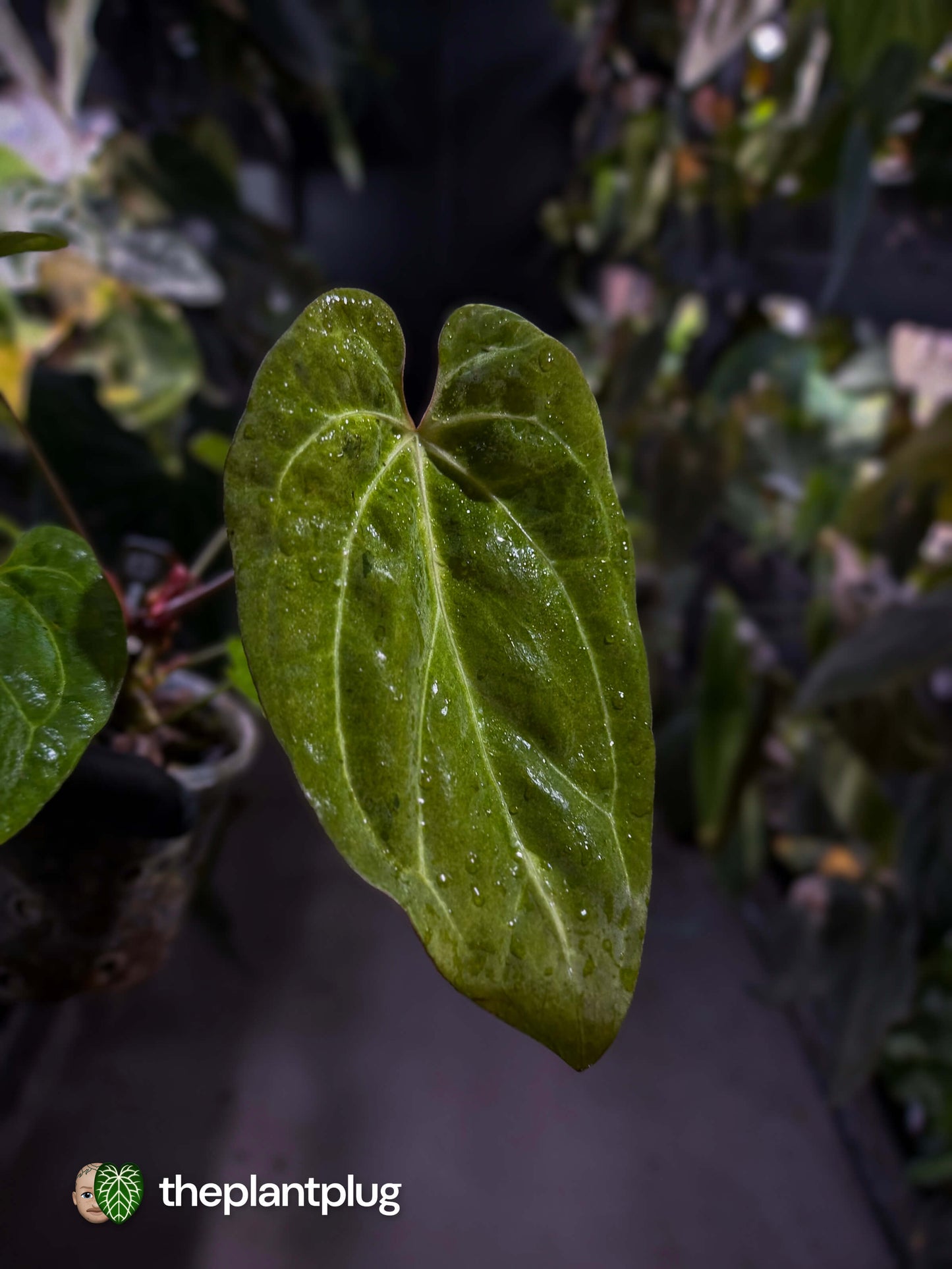 Anthurium variegated papillilaminum hybrid x sp. Nov DF • variegated ✨