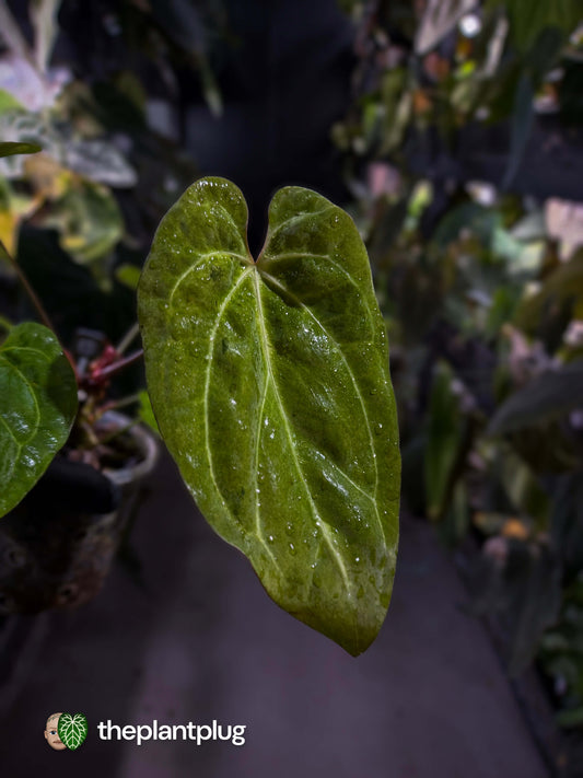 Anthurium variegated papillilaminum hybrid x sp. Nov DF • variegated ✨