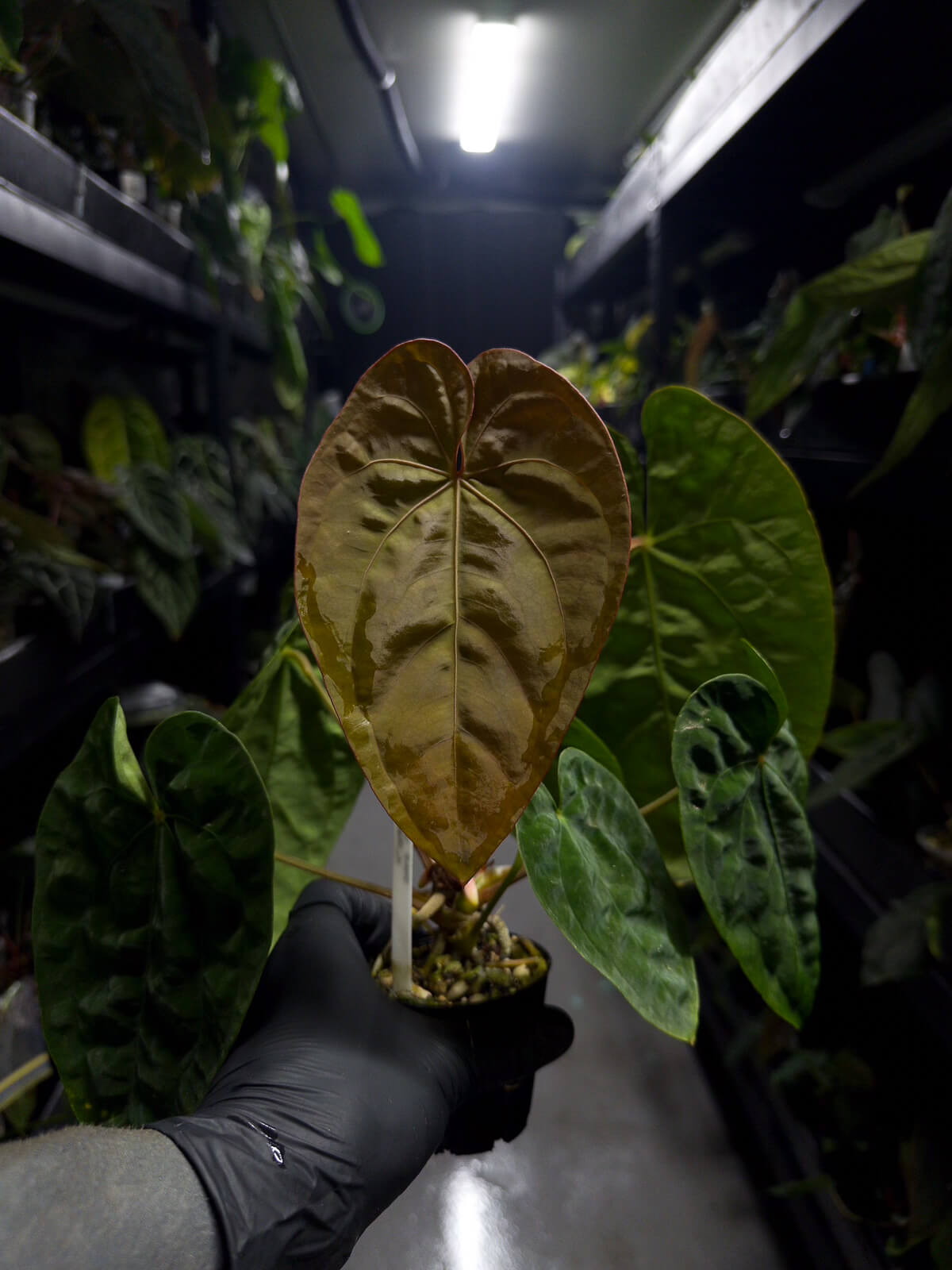 Anthurium papillilaminum hybrid x dressleri RG