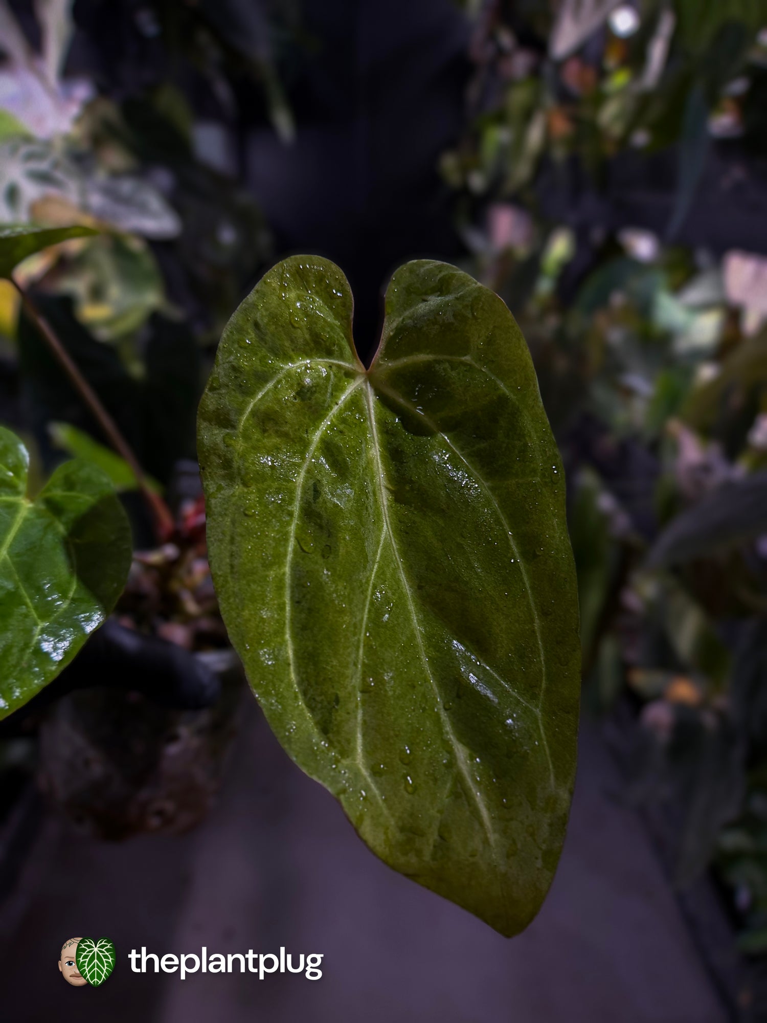 Anthurium variegated papillilaminum hybrid x sp. Nov DF • variegated ✨