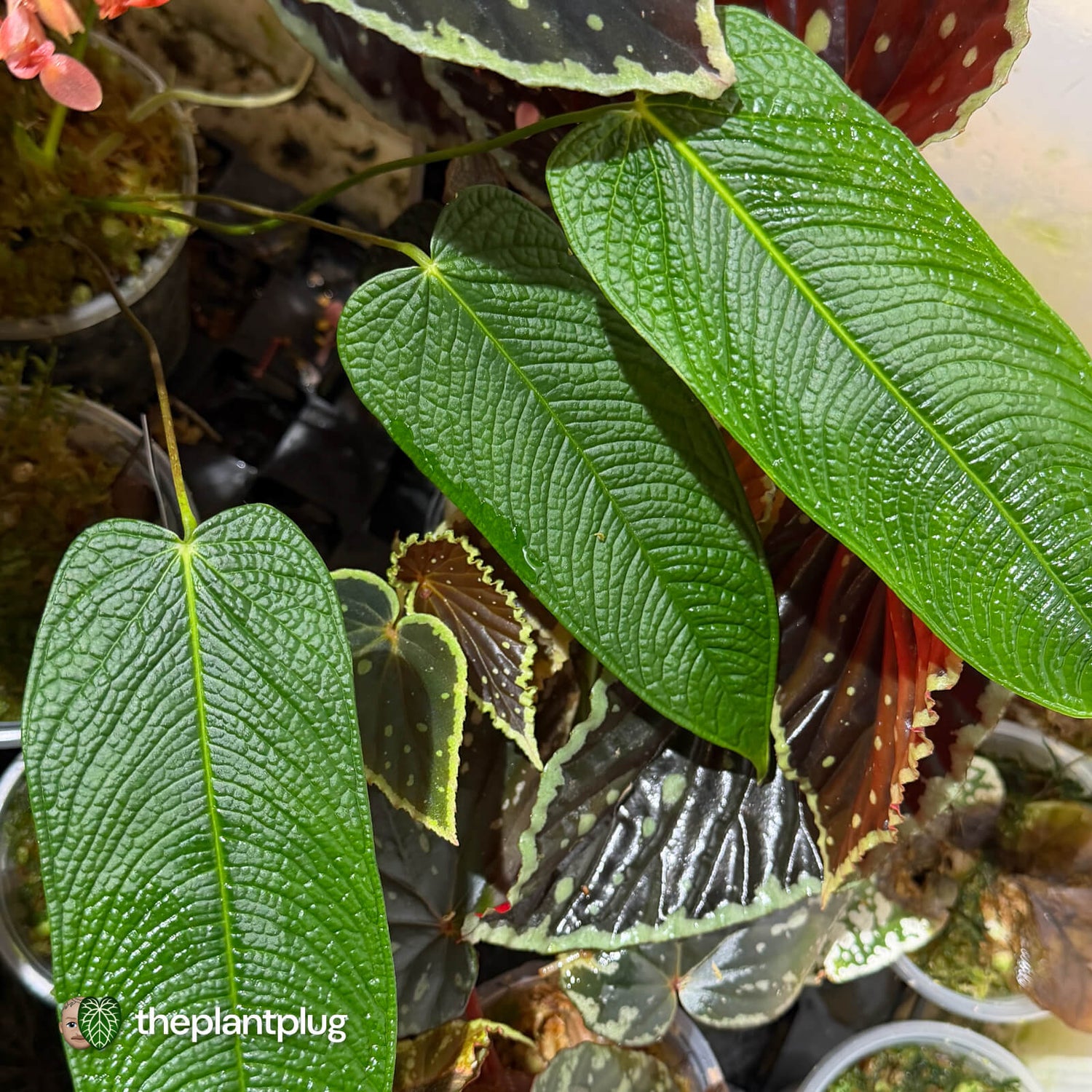 Anthurium bernalii • rarely offered 🦄
