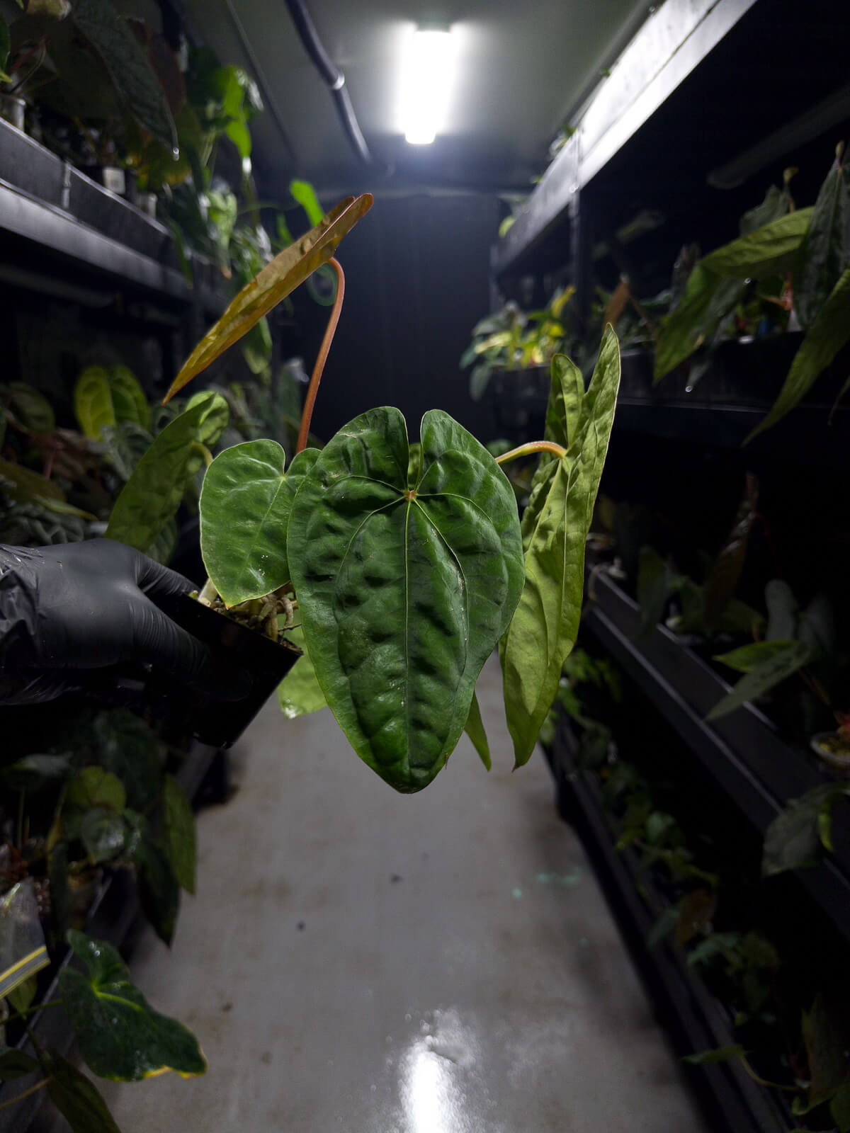 Anthurium papillilaminum hybrid x dressleri RG