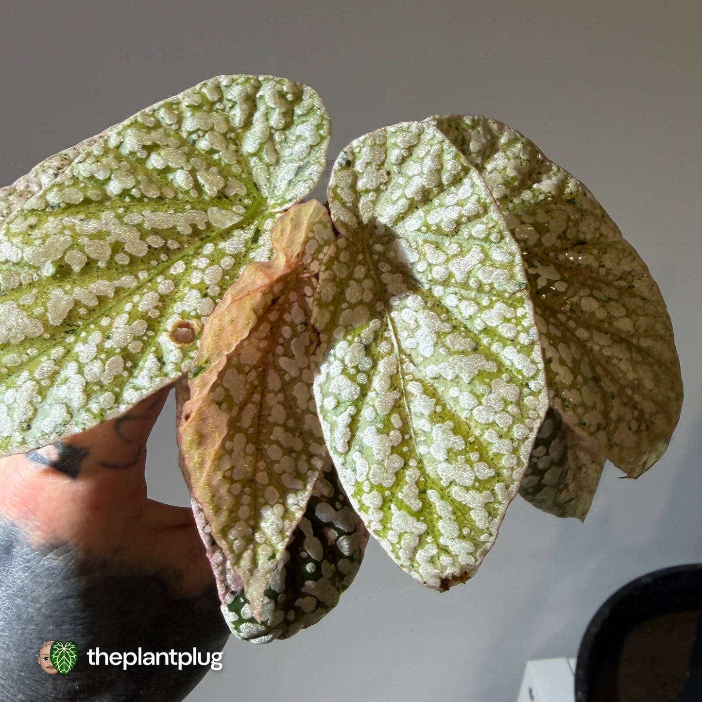 Begonia Snowcapped • pink variegated 🎀