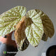 Begonia Snowcapped • pink variegated 🎀