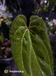 Anthurium variegated papillilaminum hybrid x sp. Nov DF • variegated ✨