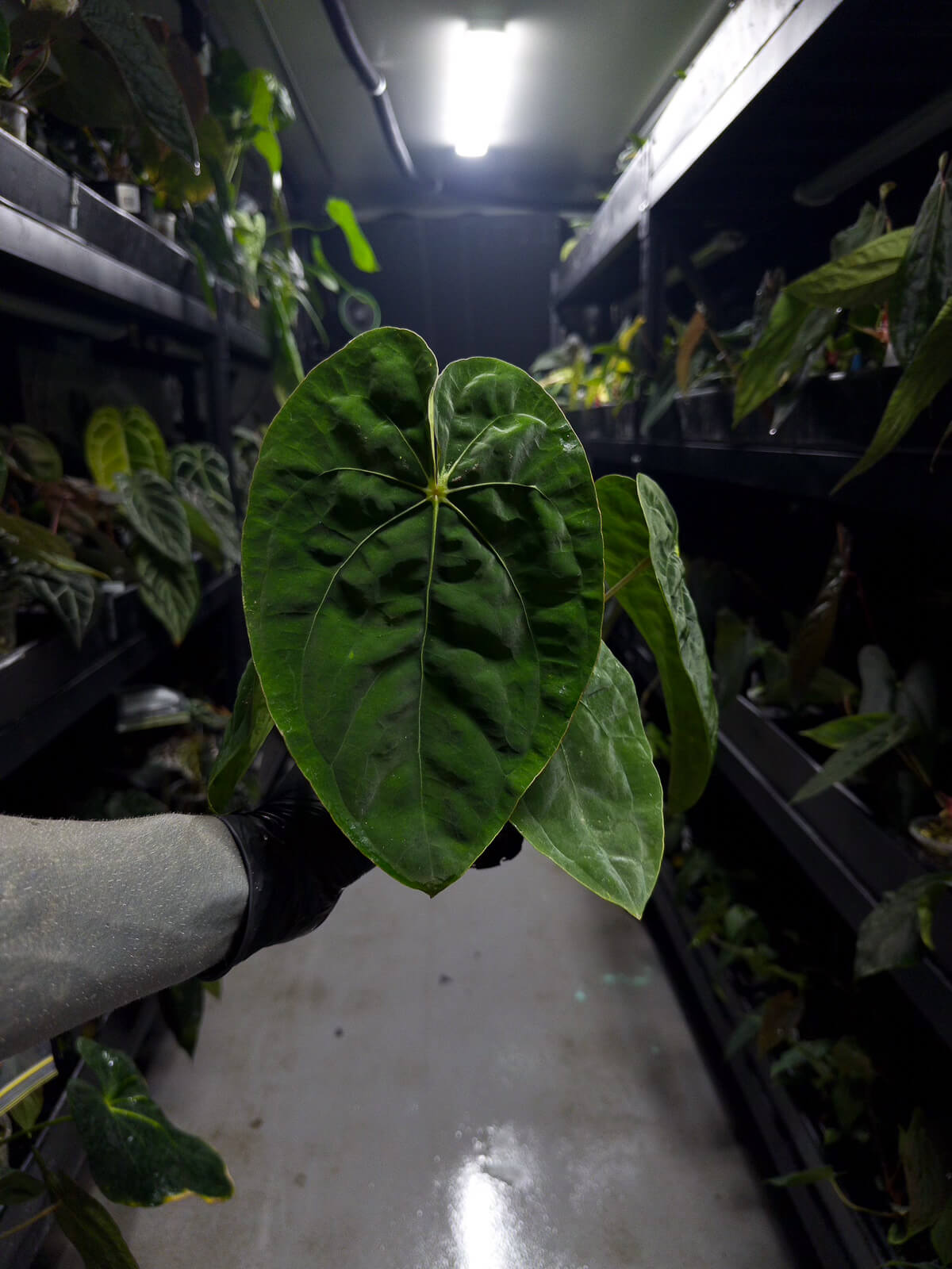 Anthurium papillilaminum hybrid x dressleri RG