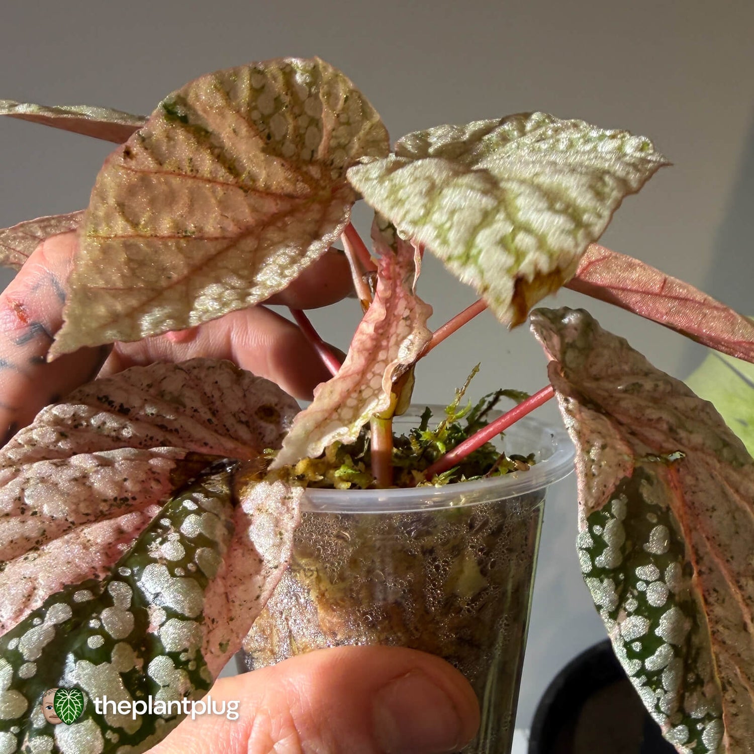 Begonia Snowcapped • pink variegated 🎀