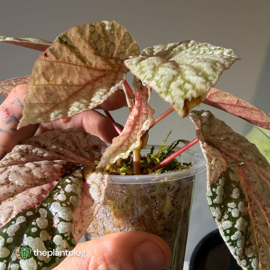 Begonia Snowcapped • pink variegated 🎀