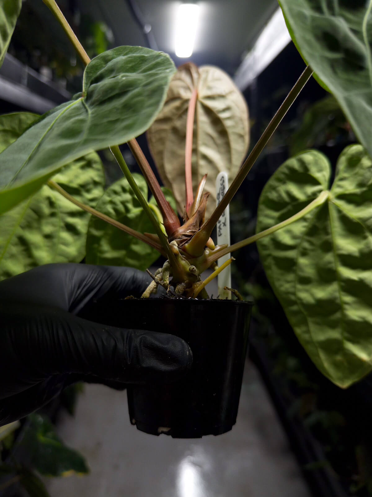 Anthurium papillilaminum hybrid x dressleri RG