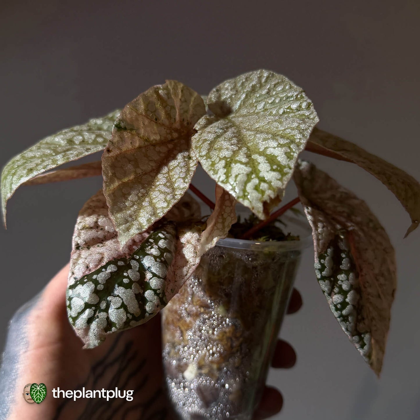 Begonia Snowcapped • pink variegated 🎀