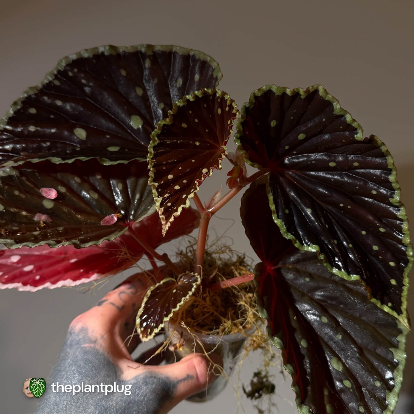 Begonia chlorosticta x darthvaderiana • large plant