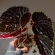 Begonia chlorosticta x darthvaderiana • large plant
