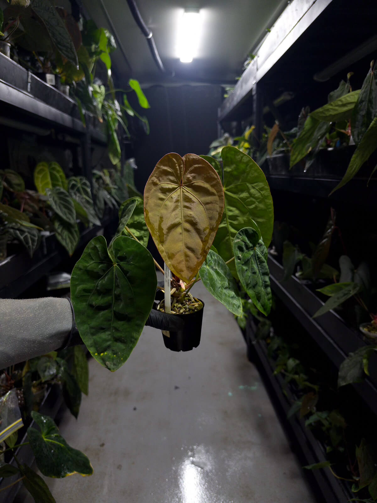 Anthurium papillilaminum hybrid x dressleri RG