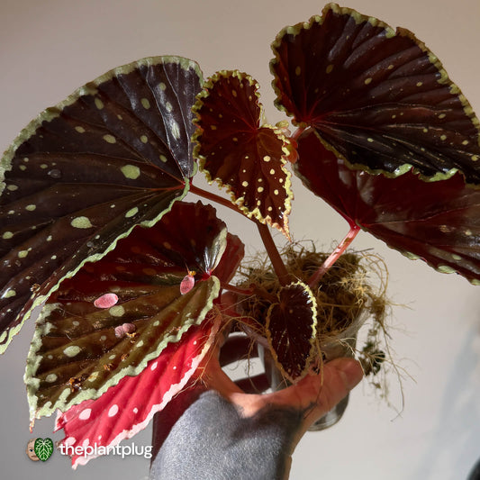 Begonia chlorosticta x darthvaderiana • large plant