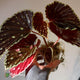 Begonia chlorosticta x darthvaderiana • large plant