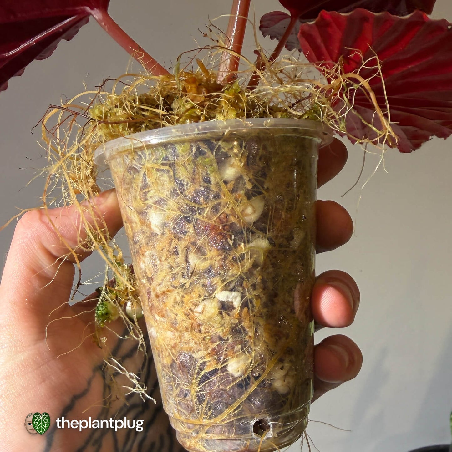 Begonia chlorosticta x darthvaderiana • large plant