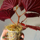 Begonia chlorosticta x darthvaderiana • large plant