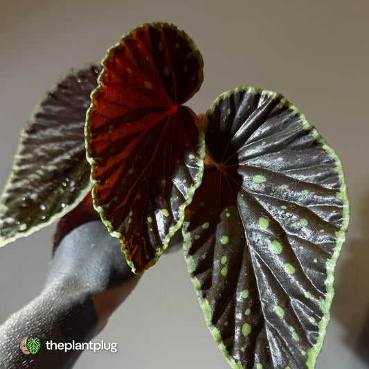 Begonia chlorosticta x darthvaderiana