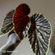 Begonia chlorosticta x darthvaderiana