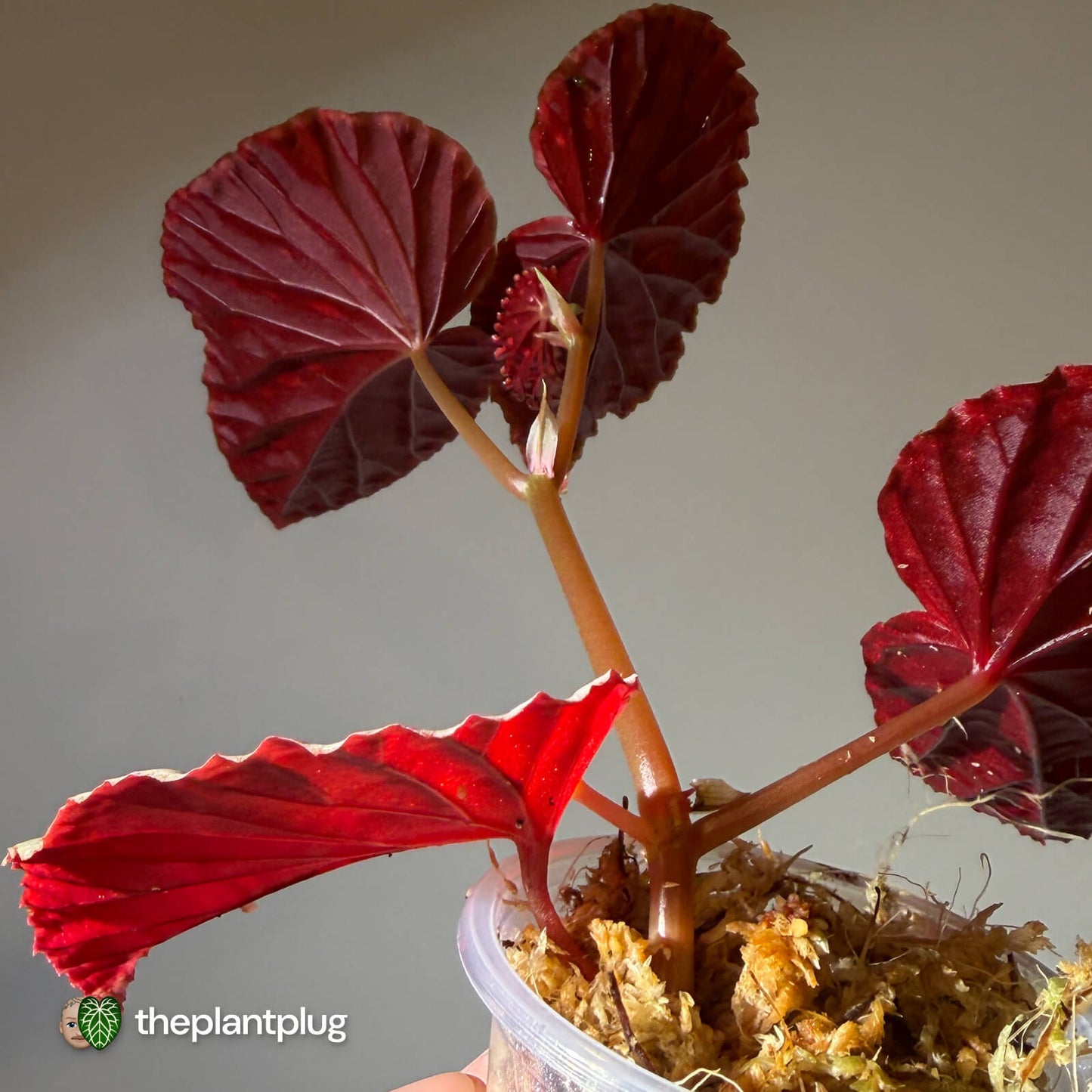 Begonia chlorosticta x darthvaderiana
