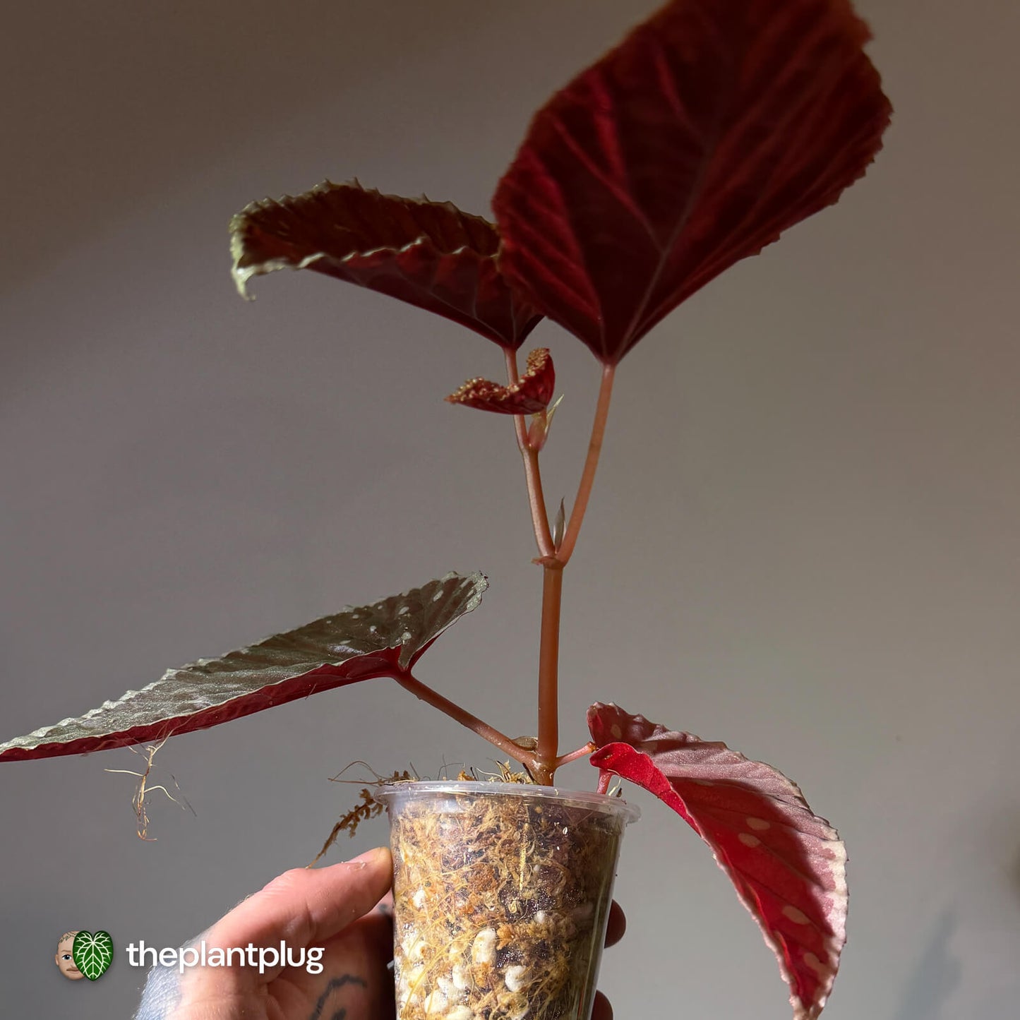 Begonia chlorosticta x darthvaderiana