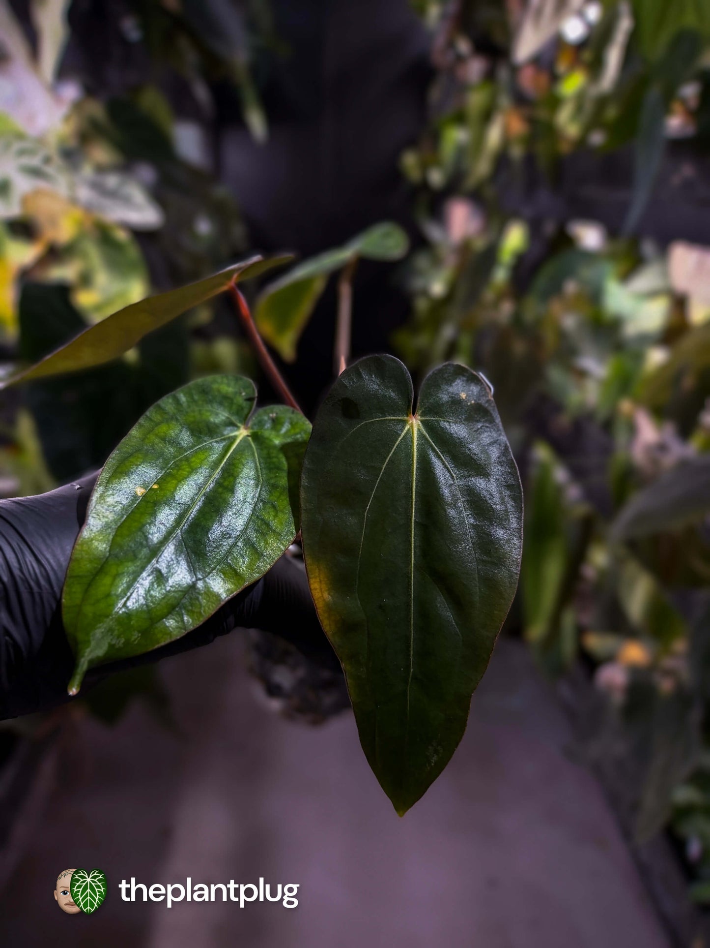 Anthurium (antolakii x 'RDP') x carlablackiae 🌟